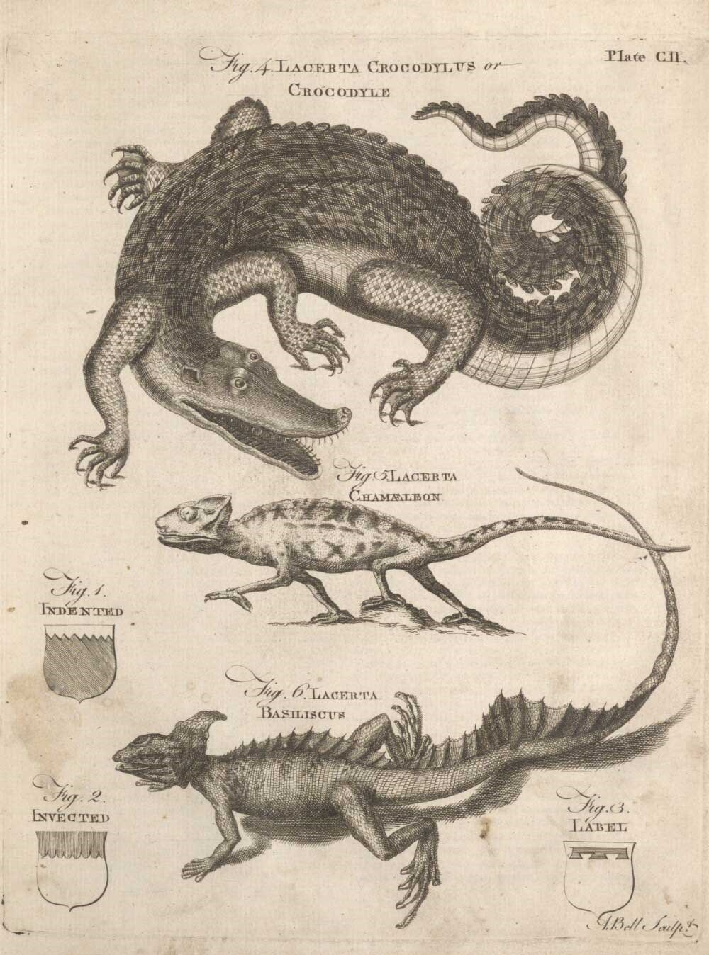 Reptiles illustrations