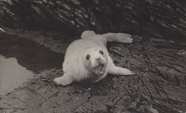 Black and white photo of a seal pup.