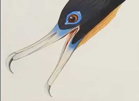 Illustration of a bird's head