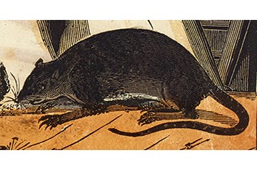 A colour illustration of a black rat.