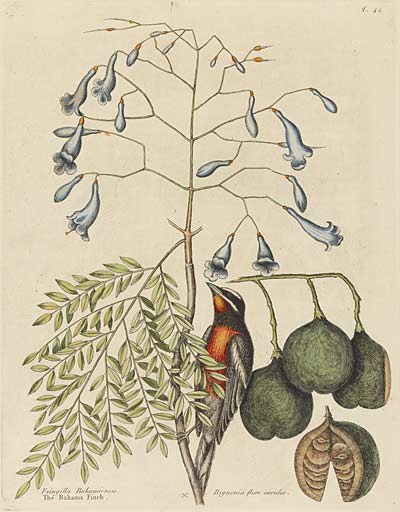 An illustration of a Bahama Finch with flowers, a fruit, and a leaved plant.