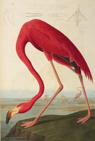 An illustration of a flamingo standing on a rock with its head bowed down.