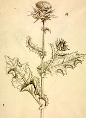 Illustration of Ladies Thistle