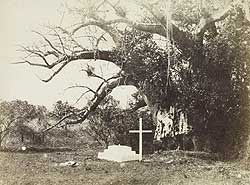 Photo of a grave under a tree