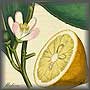 Citrus plant illustration showing flower and lemon