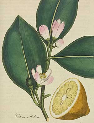 Colour illustration showing flowers, leaves and a lemon