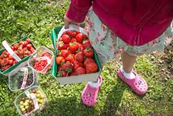 Girl with a basket of strawberries