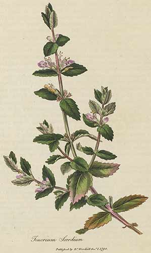 Illustration of a plant with pink flowers, dated 1790