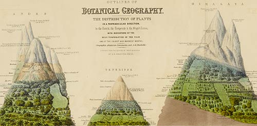 Three mountains with plants identified