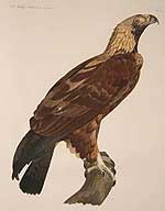 Painting of an eagle