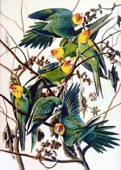 Carolina parrots