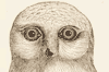 Hawk owl