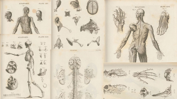 A collection of anatomical images from Encylopaedia Britannica published in 1823.