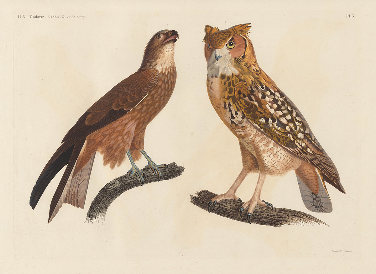Hand-coloured illustration birds perched on branches, one with brown feathers and one with mottled plumage and prominent ear tufts.