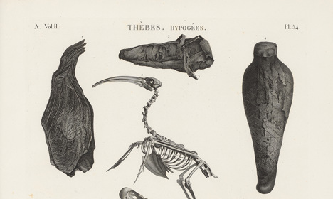 Engraved plate showing several bird skeletons alongside wrapped bird remains and anatomical details.