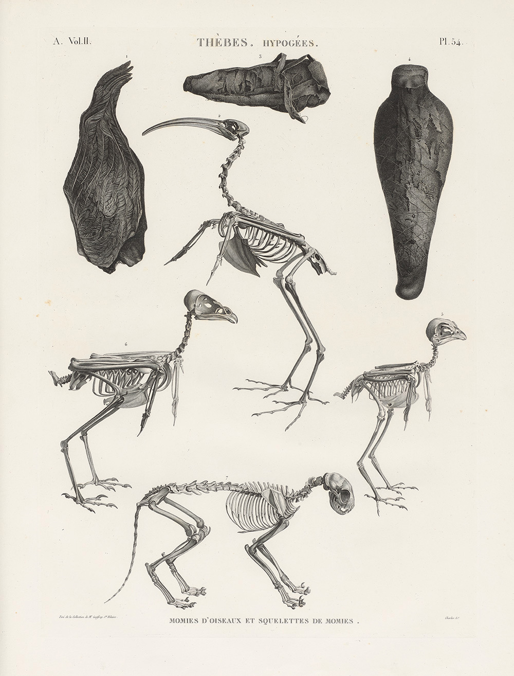 Engraved plate showing several bird skeletons alongside wrapped bird remains and anatomical details.