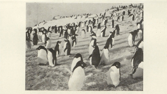 A photo from the early 1900s of a penguin colony in Antarctica.