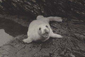 Black and white photo of a seal pup.