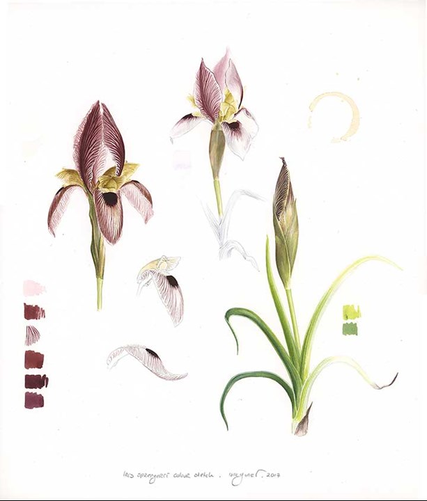 Colour sketch of flowers