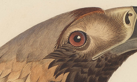 Closer detail view of the intricate line work on the feathers.