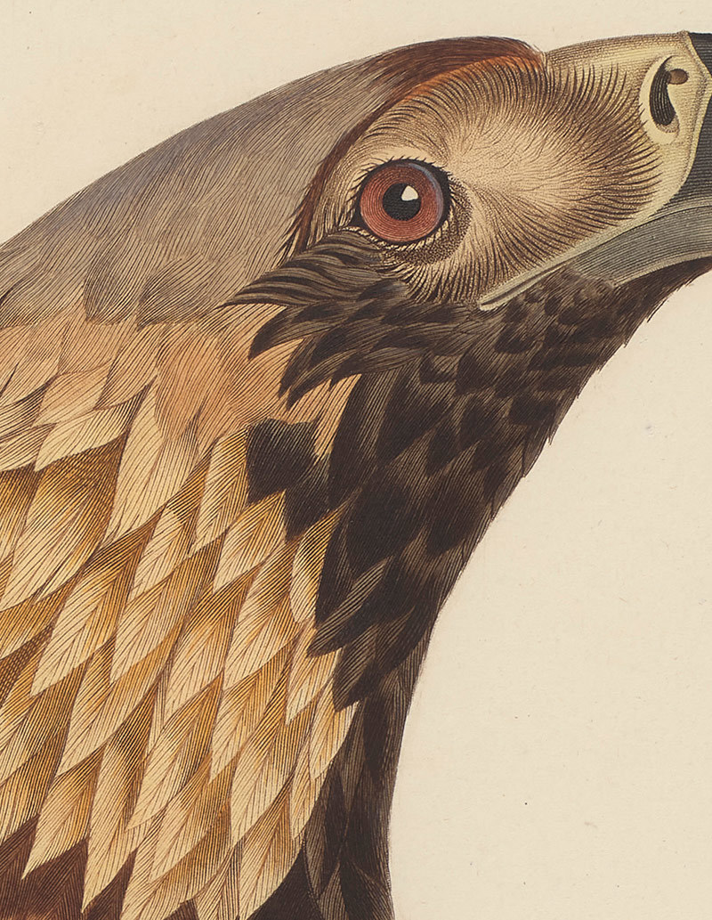 Closer detail view of the intricate line work on the feathers.