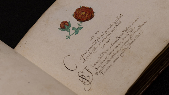 Esther Inglis manuscript showing a red rose and calligraphy.
