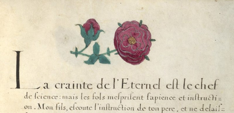 A drawing of a red rose as a bud and another in bloom.