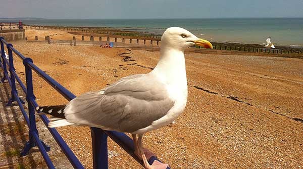 Herring gull