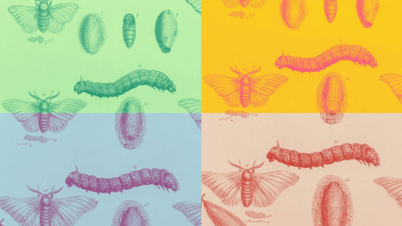Scientific drawings of insects in pop colours.
