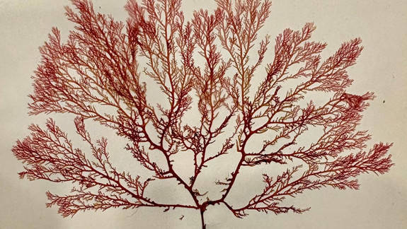 A piece of red pressed seaweed.