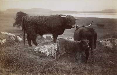 Highland cows