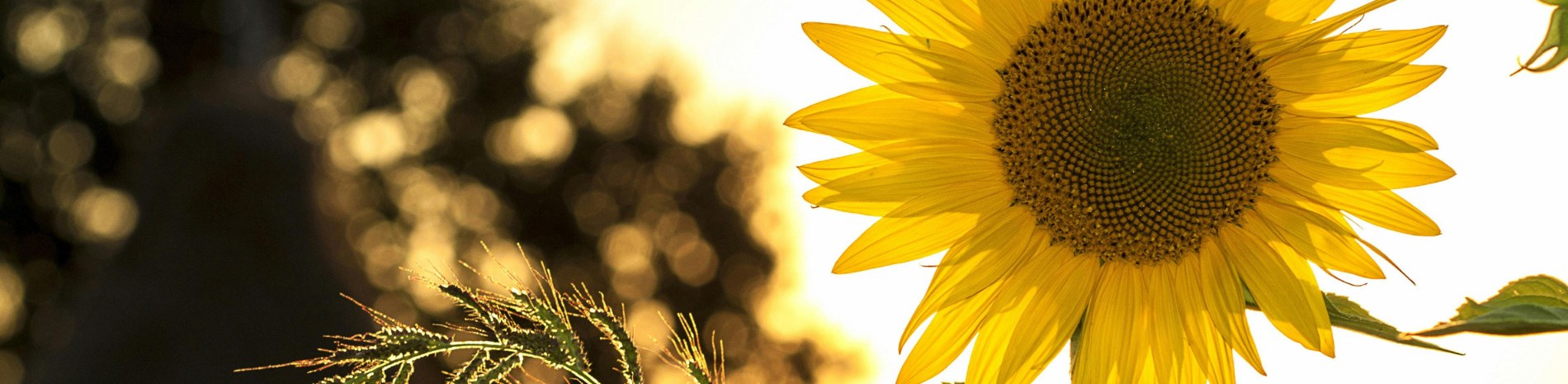 A sunflower backlit by the sun.
