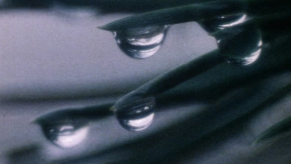 A film still close up of raindrops on grass.