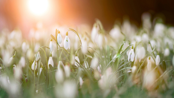 Flowers in a field with the sun behind them.