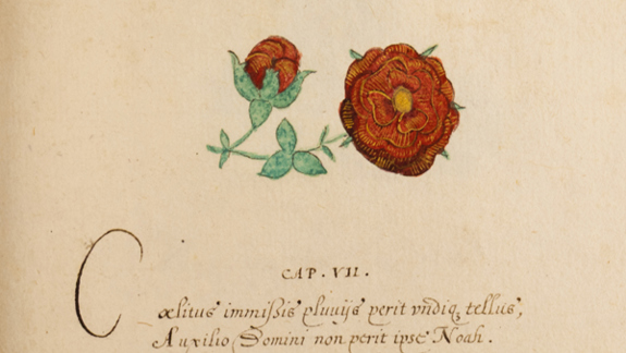 A manuscript with calligraphy and a red rose drawn on it.