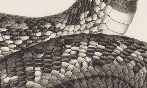 The detail of the scales and shading of the snake is much clearer in this close-up. 