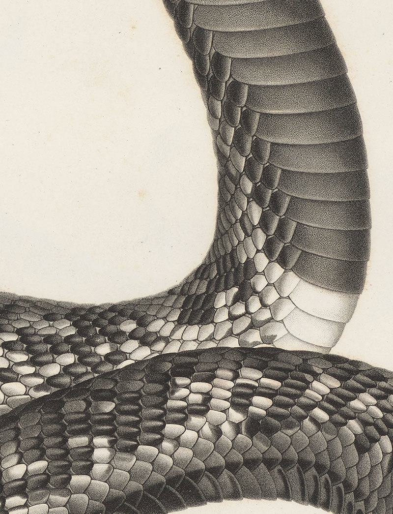 The detail of the scales and shading of the snake is much clearer in this close-up. 