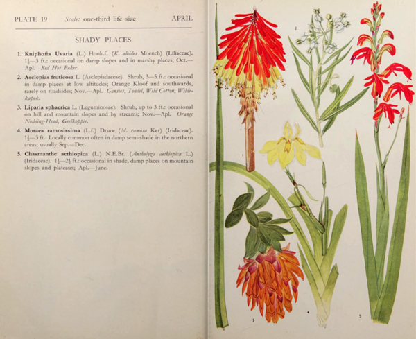 A spread from a book with colourful diagrams of flowers.