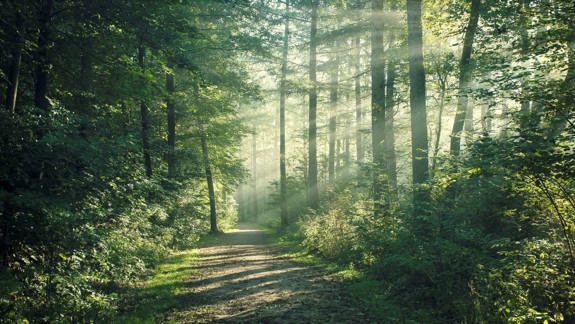 Light streaming through a forest onto path.