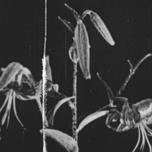 A black and white film still of Japanese lilies.