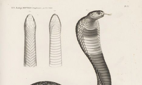 Detailed illustration of a snake with its hood raised and tongue extended, alongside enlarged studies of its head and scales.