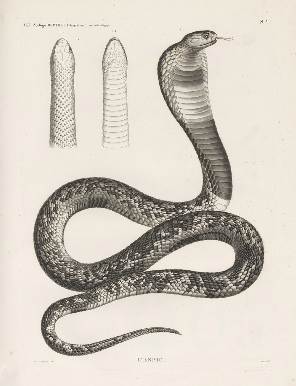 Detailed illustration of a snake with its hood raised and tongue extended, alongside enlarged studies of its head and scales.