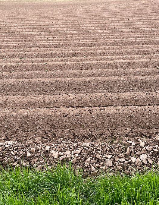 A field of sandy soil boarded by rocks and grass.