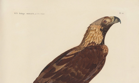 A large brown bird of prey perched on a branch, with a hooked beak, pale feathered neck and dark tail feathers.
