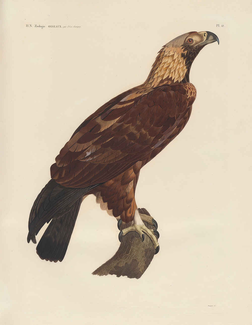 A large brown bird of prey perched on a branch, with a hooked beak, pale feathered neck and dark tail feathers.