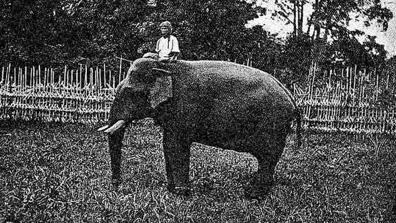 A man sitting on top of an elephant